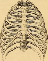Picture 34 of 693 from New physiognomy (1867), leaf 78