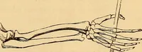 Picture 35 of 693 from New physiognomy (1867), leaf 78