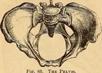 Picture 36 of 693 from New physiognomy (1867), leaf 79