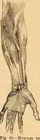 Picture 38 of 693 from New physiognomy (1867), leaf 80