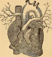 Picture 39 of 693 from New physiognomy (1867), leaf 83