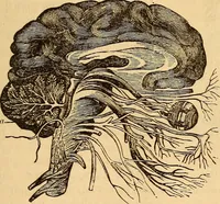 Picture 40 of 693 from New physiognomy (1867), leaf 84