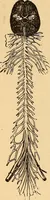 Picture 41 of 693 from New physiognomy (1867), leaf 85