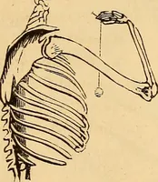 Picture 42 of 693 from New physiognomy (1867), leaf 86