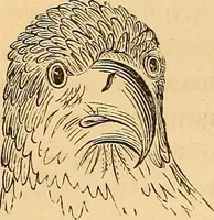 Picture 44 of 693 from New physiognomy (1867), leaf 89