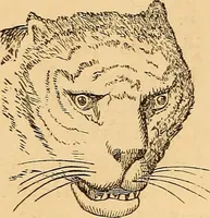 Picture 45 of 693 from New physiognomy (1867), leaf 91