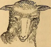 Picture 46 of 693 from New physiognomy (1867), leaf 91