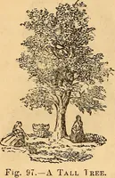 Picture 50 of 693 from New physiognomy (1867), leaf 93