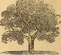 Picture 51 of 693 from New physiognomy (1867), leaf 93