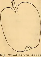 Picture 52 of 693 from New physiognomy (1867), leaf 93