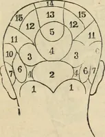 Picture 87 of 697 from New Physiognomy : or signs of character, as manifested through temperament and external forms, and especially in the "the human face divine." (1889), leaf 138