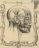Picture 106 of 697 from New Physiognomy : or signs of character, as manifested through temperament and external forms, and especially in the "the human face divine." (1889), leaf 149