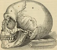 Picture 107 of 697 from New Physiognomy : or signs of character, as manifested through temperament and external forms, and especially in the "the human face divine." (1889), leaf 150