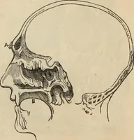 Picture 108 of 697 from New Physiognomy : or signs of character, as manifested through temperament and external forms, and especially in the "the human face divine." (1889), leaf 151