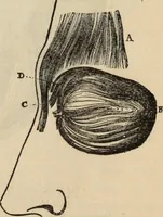 Picture 110 of 697 from New Physiognomy : or signs of character, as manifested through temperament and external forms, and especially in the "the human face divine." (1889), leaf 153