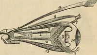 Picture 111 of 697 from New Physiognomy : or signs of character, as manifested through temperament and external forms, and especially in the "the human face divine." (1889), leaf 154