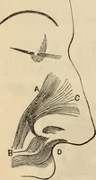 Picture 112 of 697 from New Physiognomy : or signs of character, as manifested through temperament and external forms, and especially in the "the human face divine." (1889), leaf 155
