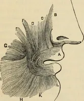 Picture 113 of 697 from New Physiognomy : or signs of character, as manifested through temperament and external forms, and especially in the "the human face divine." (1889), leaf 156