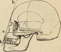 Picture 134 of 697 from New Physiognomy : or signs of character, as manifested through temperament and external forms, and especially in the "the human face divine." (1889), leaf 171