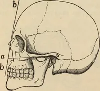 Picture 135 of 697 from New Physiognomy : or signs of character, as manifested through temperament and external forms, and especially in the "the human face divine." (1889), leaf 171