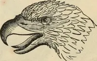 Picture 137 of 697 from New Physiognomy : or signs of character, as manifested through temperament and external forms, and especially in the "the human face divine." (1889), leaf 172