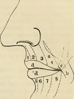 Picture 154 of 697 from New Physiognomy : or signs of character, as manifested through temperament and external forms, and especially in the "the human face divine." (1889), leaf 188