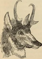 Picture 203 of 697 from New Physiognomy : or signs of character, as manifested through temperament and external forms, and especially in the "the human face divine." (1889), leaf 235