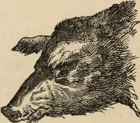 Picture 204 of 697 from New Physiognomy : or signs of character, as manifested through temperament and external forms, and especially in the "the human face divine." (1889), leaf 235