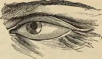 Picture 206 of 697 from New Physiognomy : or signs of character, as manifested through temperament and external forms, and especially in the "the human face divine." (1889), leaf 237