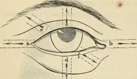 Picture 208 of 697 from New Physiognomy : or signs of character, as manifested through temperament and external forms, and especially in the "the human face divine." (1889), leaf 238