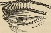 Picture 213 of 697 from New Physiognomy : or signs of character, as manifested through temperament and external forms, and especially in the "the human face divine." (1889), leaf 241