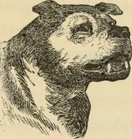 Picture 7 of 697 from New Physiognomy : or signs of character, as manifested through temperament and external forms, and especially in the "the human face divine." (1889), leaf 26