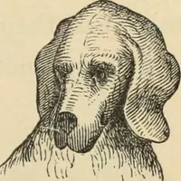 Picture 8 of 697 from New Physiognomy : or signs of character, as manifested through temperament and external forms, and especially in the "the human face divine." (1889), leaf 26