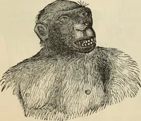 Picture 233 of 697 from New Physiognomy : or signs of character, as manifested through temperament and external forms, and especially in the "the human face divine." (1889), leaf 266