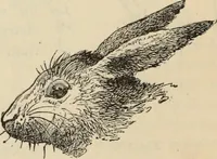 Picture 246 of 697 from New Physiognomy : or signs of character, as manifested through temperament and external forms, and especially in the "the human face divine." (1889), leaf 275