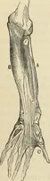 Picture 261 of 697 from New Physiognomy : or signs of character, as manifested through temperament and external forms, and especially in the "the human face divine." (1889), leaf 304