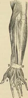 Picture 262 of 697 from New Physiognomy : or signs of character, as manifested through temperament and external forms, and especially in the "the human face divine." (1889), leaf 304