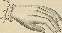 Picture 265 of 697 from New Physiognomy : or signs of character, as manifested through temperament and external forms, and especially in the "the human face divine." (1889), leaf 311
