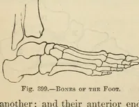 Picture 266 of 697 from New Physiognomy : or signs of character, as manifested through temperament and external forms, and especially in the "the human face divine." (1889), leaf 312