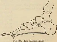Picture 267 of 697 from New Physiognomy : or signs of character, as manifested through temperament and external forms, and especially in the "the human face divine." (1889), leaf 313