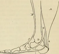 Picture 268 of 697 from New Physiognomy : or signs of character, as manifested through temperament and external forms, and especially in the "the human face divine." (1889), leaf 316