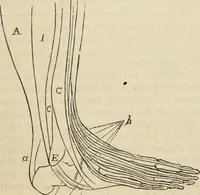 Picture 269 of 697 from New Physiognomy : or signs of character, as manifested through temperament and external forms, and especially in the "the human face divine." (1889), leaf 316