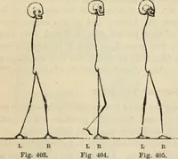 Picture 270 of 697 from New Physiognomy : or signs of character, as manifested through temperament and external forms, and especially in the "the human face divine." (1889), leaf 318