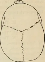 Picture 334 of 697 from New Physiognomy : or signs of character, as manifested through temperament and external forms, and especially in the "the human face divine." (1889), leaf 389