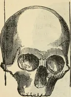 Picture 335 of 697 from New Physiognomy : or signs of character, as manifested through temperament and external forms, and especially in the "the human face divine." (1889), leaf 390