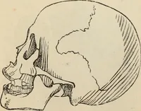 Picture 338 of 697 from New Physiognomy : or signs of character, as manifested through temperament and external forms, and especially in the "the human face divine." (1889), leaf 391