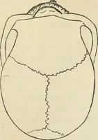 Picture 339 of 697 from New Physiognomy : or signs of character, as manifested through temperament and external forms, and especially in the "the human face divine." (1889), leaf 392
