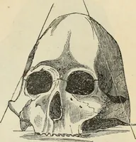 Picture 340 of 697 from New Physiognomy : or signs of character, as manifested through temperament and external forms, and especially in the "the human face divine." (1889), leaf 392