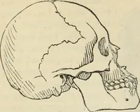 Picture 343 of 697 from New Physiognomy : or signs of character, as manifested through temperament and external forms, and especially in the "the human face divine." (1889), leaf 394