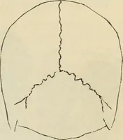 Picture 347 of 697 from New Physiognomy : or signs of character, as manifested through temperament and external forms, and especially in the "the human face divine." (1889), leaf 396